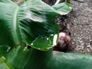water drops on green leaf. morning dew on a concave banana leaf. a concave banana leaf collects rainwater in the morning
