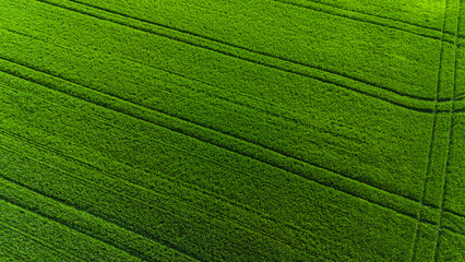 Vibrant green summer field with texture lines