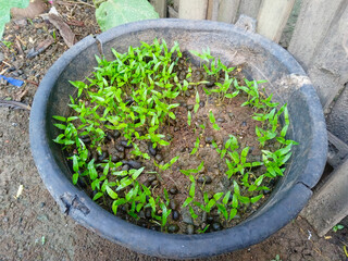 seedlings in the garden. small bird's eyes chili seedlings in bucket pot with manure in the small garden. utilizing used goods for garden pots, reuse