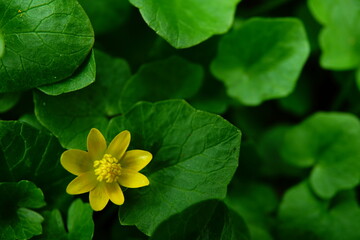 Lonely yellow flower amongst green leaves. Lesser celandine (Ficaria verna).