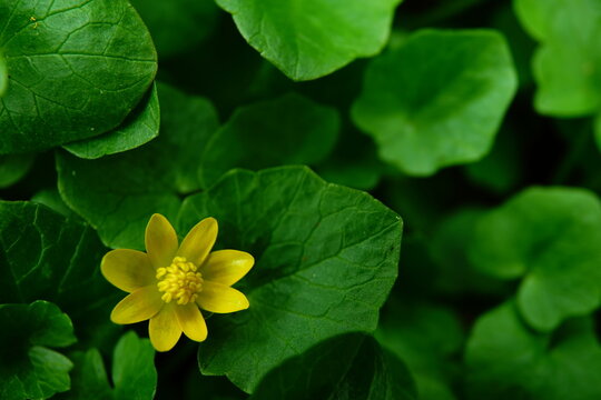 Lonely yellow flower. Lesser celandine (Ficaria verna).
