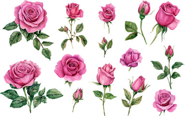 set of roses vector illustration