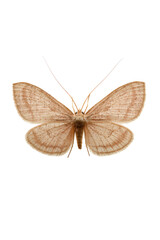 Naklejka premium Pale Brown Moth with Delicate Wing Veins A Detailed Close-Up