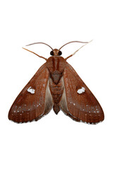 Naklejka premium Close-up Photography of a Brown Moth with White Spots on Wings