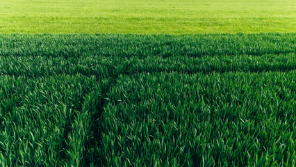 Growing wheat field viewed from a drone