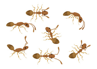 Set of brown ants walking in different directions