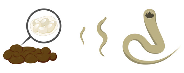 Hookworm eggs in feces developing into larva and adult worm