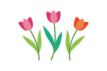 red tulips on white background