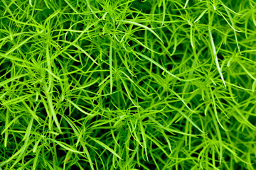 Fresh green foliage texture, top view of thin narrow leaves in natural light