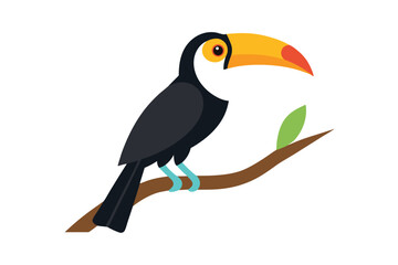 toucan isolated on white background