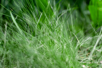 Soft Focus on Lush Green Grass Blades in Springtime Meadow. Nature Close-up Background