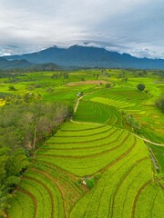 Fototapeta premium beautiful morning view indonesia panorama landscape paddy fields with beauty color and sky natural light