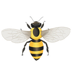 Bee from the top view full body spreading transparency wings six legs cartoon png illustration