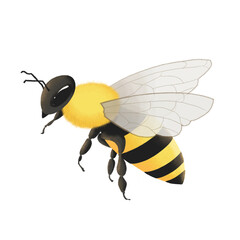 Bee from the side view full body transparency wings cartoon illustration 