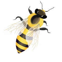 Bee from the top view cartoon illustration png