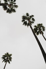 Tall Palm Tree with Textured Fronds Against the Sky