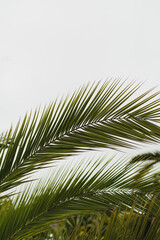 Obraz premium Green Palm Canopy Against Bright Sky