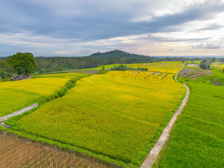 Fototapeta premium beautiful morning view indonesia panorama landscape paddy fields with beauty color and sky natural light