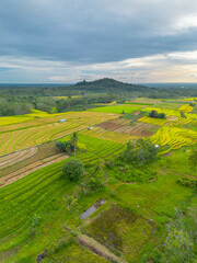 Obraz premium beautiful morning view indonesia panorama landscape paddy fields with beauty color and sky natural light