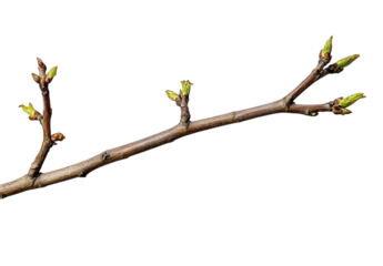 Closeup of first spring shoots on a empty branch isolated on white or transparent background