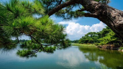 Scenic view of lake in pine forest with mountain and park concept. Serene lake view with lush trees and clear blue sky reflections.