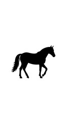 Fototapeta premium Midnight Stallion