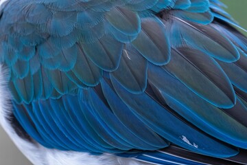 Fototapeta premium Close-up of a bird's vibrant blue and green feathers showcasing intricate patterns and textures.