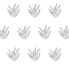 Botanical Aloe Vera hand-drawn set. Illustration of medical plant. Element for design. Realistic drawing.