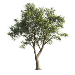 Obraz premium Single Tree isolated on white background. big old tree with green leaves stands alone on white background. Isolated tree on white background. side view of cutout tree. used for design and advertising.