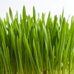 Fototapeta premium Fresh green grass, a bright closeup of nature's growth isolated on white