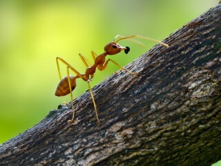 Weaver ants or Oecophylla carrying food