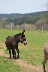 Fototapeta premium Eselherde auf der Koppel