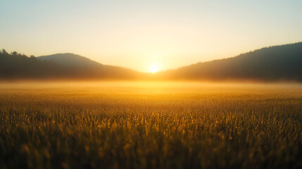 Fototapeta premium Golden field at dawn. Mist blankets the landscape, with the sun rising over distant hills, illuminating the grass with a warm, radiant glow.