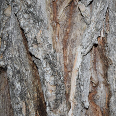 bark of a tree