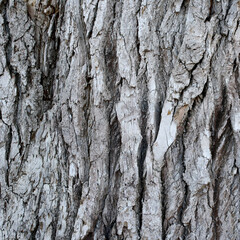 bark of a tree