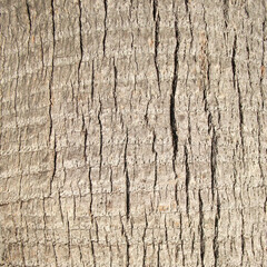 tree bark texture
