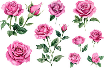 Beautiful Watercolor Pink Rose Clipart