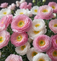 Obraz premium Close-up view of lush ranunculus, pink and white petals, spring freshness , flower, element, decoration