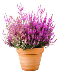 Obraz premium Vibrant Pink Heather Plant in Terracotta Pot Stunning Garden Floral