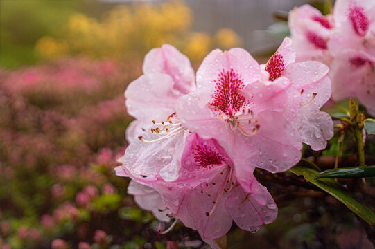 Pink rhododendron flowers in spring park
