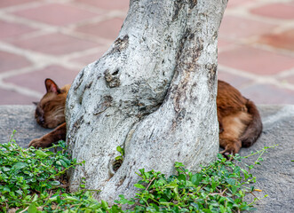Brown Siamese cat sleeping in the garden of Grand Palace Bangkok Thailand.