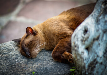 Brown Siamese cat sleeping in the garden of Grand Palace Bangkok Thailand.
