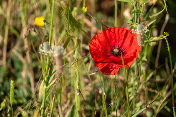 red poppy flower