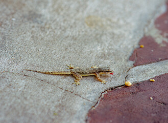 Common house lizard in the garden of Grand Palace Bangkok Thailand.