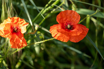 red poppy on green background
