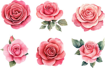 set of roses vector illustration