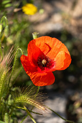 red poppy flower