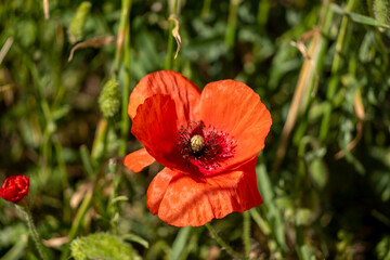 red poppy flower
