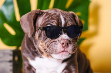 cute little american bully puppy wearing glasses on yellow background with monstera leaf