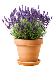 Obraz premium Vibrant Lavender Plant in Terracotta Pot A Stunning Floral Display